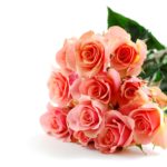 Bouquet of pink roses on white background